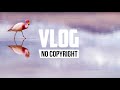 niwel panavi vlog no copyright music