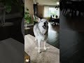 english speaking dog😂😂😂 funny usa funnyvideo doglover dog doglife