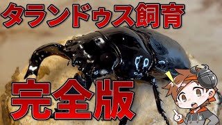 【タランドゥス】僕がやってる事を全て公表します。【クワガタ飼育】