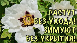 НЕ БОЙТЕСЬ сажать ДРЕВОВИДНЫЕ ПИОНЫ! они растут БЕЗ УХОДА и зимуют БЕЗ УКРЫТИЯ!