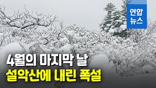 내일부터 5월인데…설악산에 15cm 폭설 / 연합뉴스 (Yonhapnews)