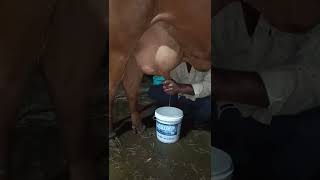 jersey cow milking video