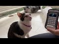 「猫語翻訳機」を使って猫に話し掛けてみたら、意外な反応。human to cat translator