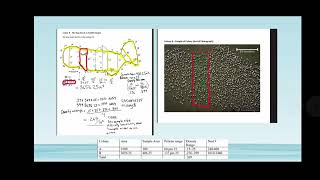 Pelican Colony Mathematical Modelling Assignment: EDSE 401
