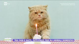 Tra cani e gatti, tutti pazzi per gli animali domestici - Estate in diretta - 30/08/2023