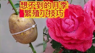 想不到的月季扦插小技巧，简单操作轻松易学，快速生根花开满盆