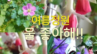 [환희사랑VLOG] 여름정원/긴 장마에 강한 식물/물 좋아하는 꽃/루엘리아 삽목후~/풍로초 가지치기/베란다정원