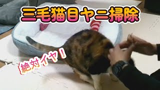 三毛猫目ヤニ掃除チャレンジ…果たして結果は？/Clean of eye discharge by calico cat.