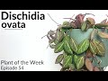 How To Care For Dischidia ovata | Plant Of The Week Ep. 54