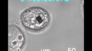 Cell division of a HeLa cell with a sensor chip inside