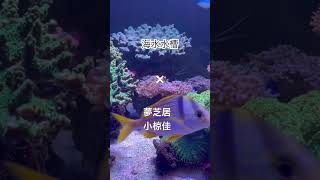 海水水槽の束の間✖️ 夢芝居（作詞・作曲：小椋佳）#夢芝居 #小椋佳