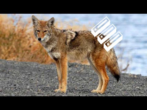 Are Coyotes Dangerous - YouTube