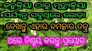 ଜନ୍ମ କ୍ରିୟା ଠାରୁ ମୃତ୍ୟୁ କ୍ରିୟା ପର୍ଯ୍ୟନ୍ତ ସବୁଥିରେ ଲୋଡ଼ା ଏହା। ଦେଖନ୍ତୁ ଏହାର ଚମତ୍କାର ତନ୍ତ୍ର ପ୍ରୟୋଗ।