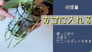 2024年11月30日　胡蝶蘭　《カゴに入れて根腐れ防止》　根っこだけ・水苔と一緒に・ビニールポットの穴あけをポンっと　水やりが少し忙しい💦　根腐れが心配な株におすすめ！　ダイアンシーナ  “ユミ“