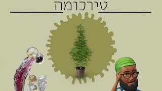 טירכומה / טירכומות. מה הם ואיך הם משפיעים עלינו  ביקורת זנים קנאביס רפואי למטופלים