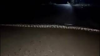 BIGGEST LONGEST SNAKE TO EVER BE SEEN IN KENYA