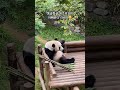 아빠 판다 러바오 lebao 樂寶 panda papa 푸바오에 이어 쌍둥이 딸까지 그리고 예쁜 부인 아이바오 진짜 다가진 남자 러바오 러바오의 모든몸짓은 유니크하다