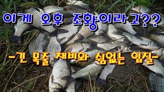 붕어낚시 미끼는 그장소 그시간에 잘먹는게 최고야!! - 허리급 나온저수지 2부 -