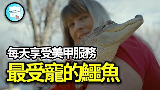 全球最受寵的鱷魚，每天享受著主人為他準備的足部按摩和美甲服務，從來沒有咬過任何人