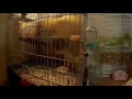 ケージ噛んでイタズラするデグーを怒って注意してみた【デグー成長日記】i tried to pay attention to cage biting degu