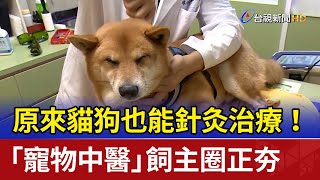 原來貓狗也能針灸治療！ 「寵物中醫」飼主圈正夯