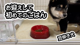 お迎え最初のごはんを食べる姿がとってもかわいい豆柴子犬