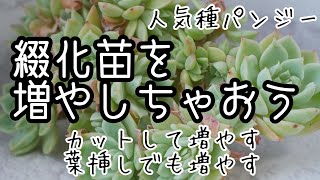 【多肉植物・人気品種パンジーの綴化】綴化苗をカットして増やす！葉挿しで増やす！