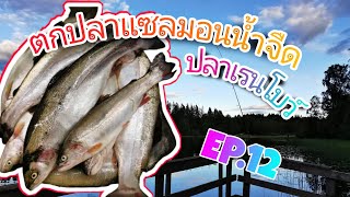 EP.12   ตกปลาแซลมอนน้ำจืดที่สวีเดนที่มีชื่อว่า #ปลาเรนโบว์ #rainbowfish