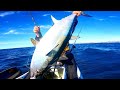 Longtail TOONA on LIVE BAIT! Offshore Kayak Fishing Australia!!