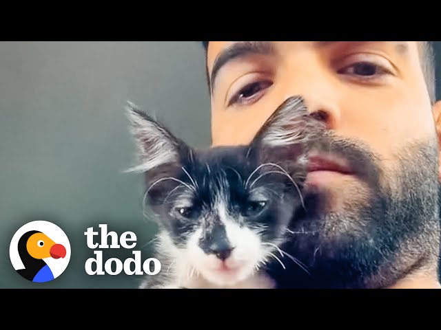 Guy Rescues Kittens From Under A Car And Takes Them Home The Dodo