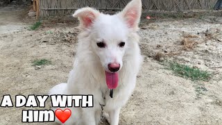 A Day With My Indian Spitz Dog | Indian Spitz Breed | Dog Vlog In Hindi | What He Do Full Day?