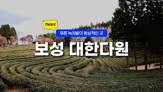 전남여행 ｜ 보성 녹차밭 대한다원, 푸른 녹차밭이 환상적인 곳