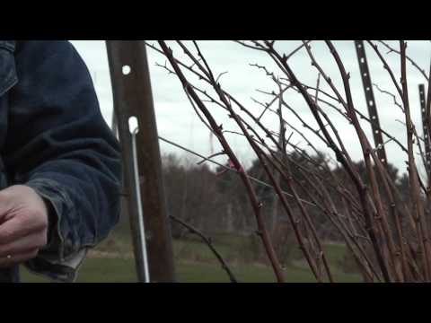 How Do I Prune Raspberries? How Do I Prune Raspberries?