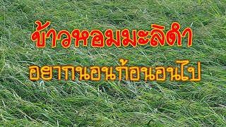 ราบเป็นหน้ากลอง สุดยอดข้าวมะลิดำ ของดีเมืองสุรินทร์อีกหนึ่งสายพันธ์ที่คุณต้องมีใว้