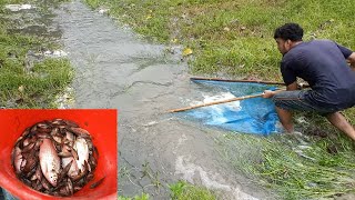 ঠেলা জাল দিয়ে অসাধারণ মাছ ধরা | Village Net Fishing | Traditional fishing in Bangladesh