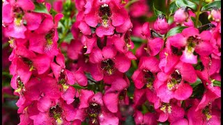 An incredibly beautiful drought-resistant flower that blooms profusely all season long.