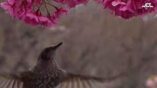 【4K】木場公園・大横川沿いの河津桜（2）ヒヨドリ・ホバリングして蜜を吸う（2021年3月07日）