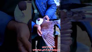 #دوچپ کمیاب ترین کفتر جهان #viralvideo #shorts #foryou #trending#funny#pigeon #birds #comedy#Asmayee