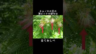 30秒植物紹介【合歓木(ネムノキ)】