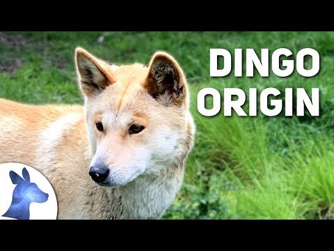 What is another name for Dingo?