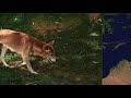 origin of the dingo australia s ancient canine