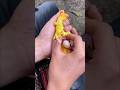 Parrot's Egg Taking Out With Hands.