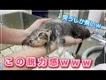 【子猫まつり】子猫たちをシャンプーしたら脱力感がハンパなかったｗｗ