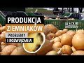 Produkcja ziemniaków – problemy i rozwiązania