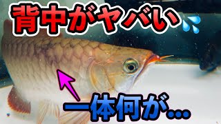 アロワナが病気に！？背中に黒いシミが・・😂これは何だろう・・アジアアロワナ紅龍飼育記録No.19 スーパーメタリカ