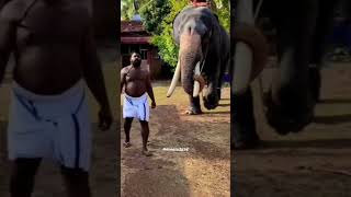 നമ്മുടെ ചെക്കന്റെ വരവ് ഇഷ്ടായോ?????🐘🐘❤️‍🔥❤️‍🔥❤️‍🔥❤️‍🔥❤️‍🔥❤️‍🔥#shorts #shortsfeed