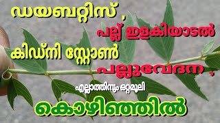 Kozhinjil plant | Sharapunka | കൊഴിഞ്ഞിൽ | ശരപുങ്ക