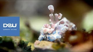 D2U club - Знакомьтесь - Креветка - Пятнистый Арлекин (Harlequin Shrimp)