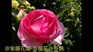 鄒浮安-日本-栃木縣-足利紫藤花卉公園2016.4.18-22照片集+短片