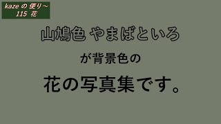 【ColorTitle 115】山鳩色 やまばといろ　が背景色の　花の写真集です。